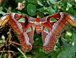 Atlas Pet Company Promo Code Savings Just For You