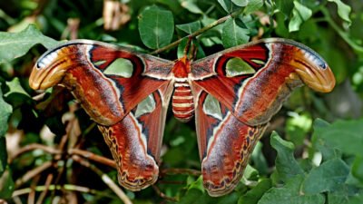 Atlas Pet Company Promo Code Savings Just For You