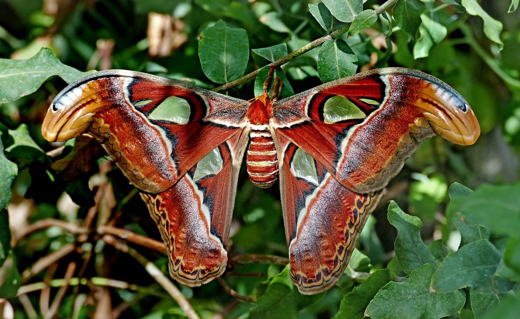 Atlas Moth (Attacus atlas) | The Atlas Moth has a wingspan o… | Flickr