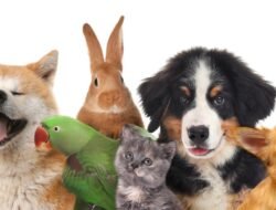 Pet Safe Lawn Care Service Near Me For Happy Pets