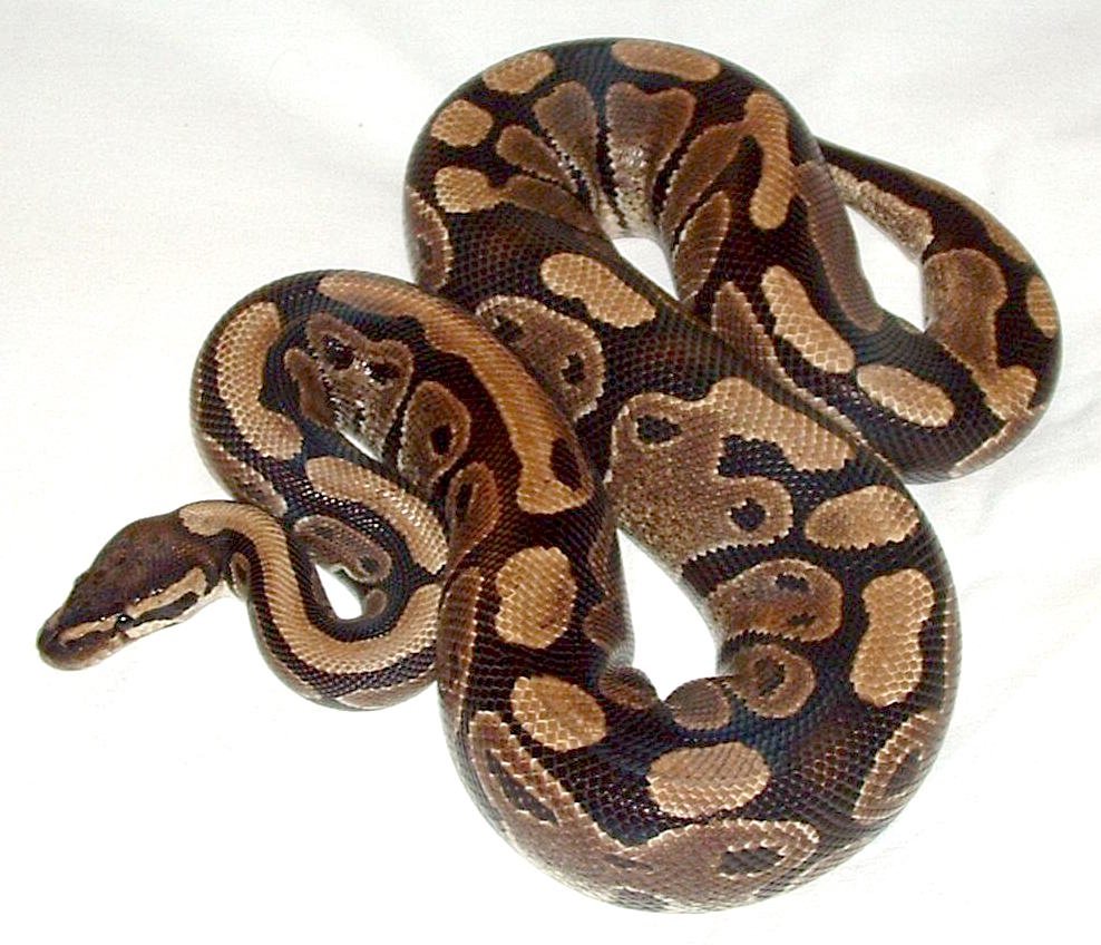 File:Ball python lucy.JPG - Wikipedia