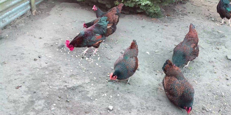 Foldable Trash Can With Hanging Design For Kitchen, Bathroom And Car ...