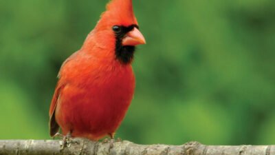 Cardinal Symbolism - The Happy Chicken Coop