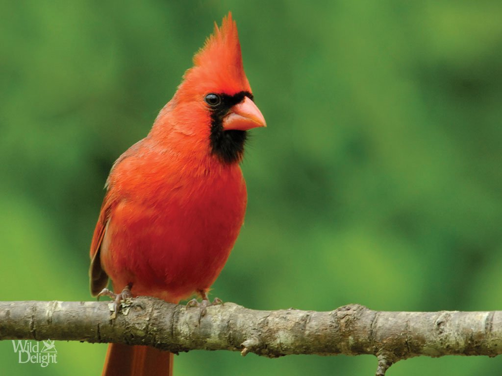 Cardinal Symbolism - The Happy Chicken Coop
