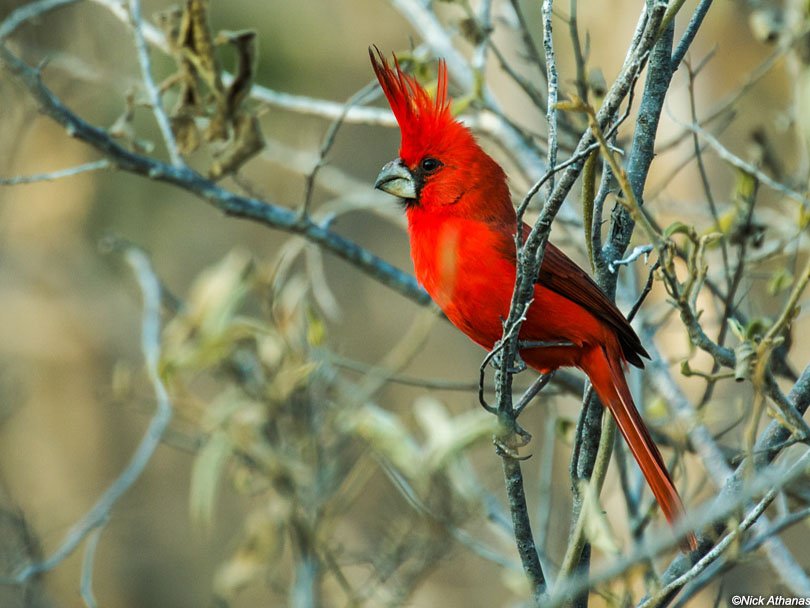 7 Cardinal Rules for Life | The Better Plan