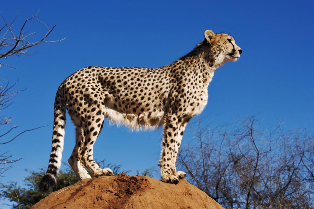 Gifted Children and Underachievement - Is It a Cheetah?