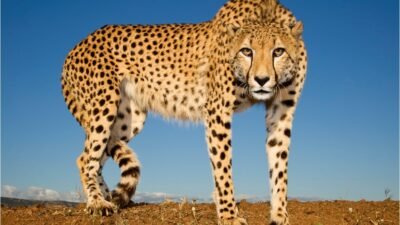 Amazing Photos of Cheetahs in the Wild | Reader's Digest