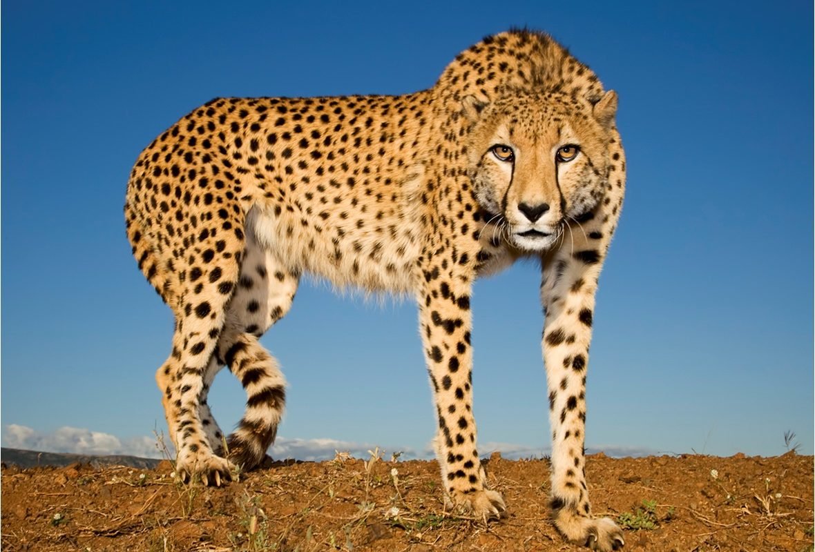 Amazing Photos of Cheetahs in the Wild | Reader's Digest
