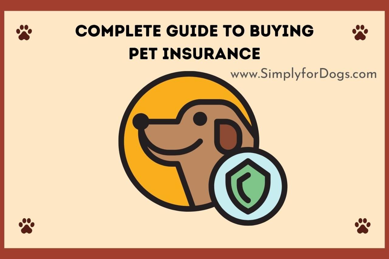 The 5 Best Pet Insurance Companies [2025 Review]
