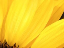 Yellow Jacket Control Near Me For A Pest-free Home