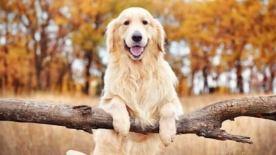 Best Dog To Have With A Golden Retriever at Nate Piquet blog