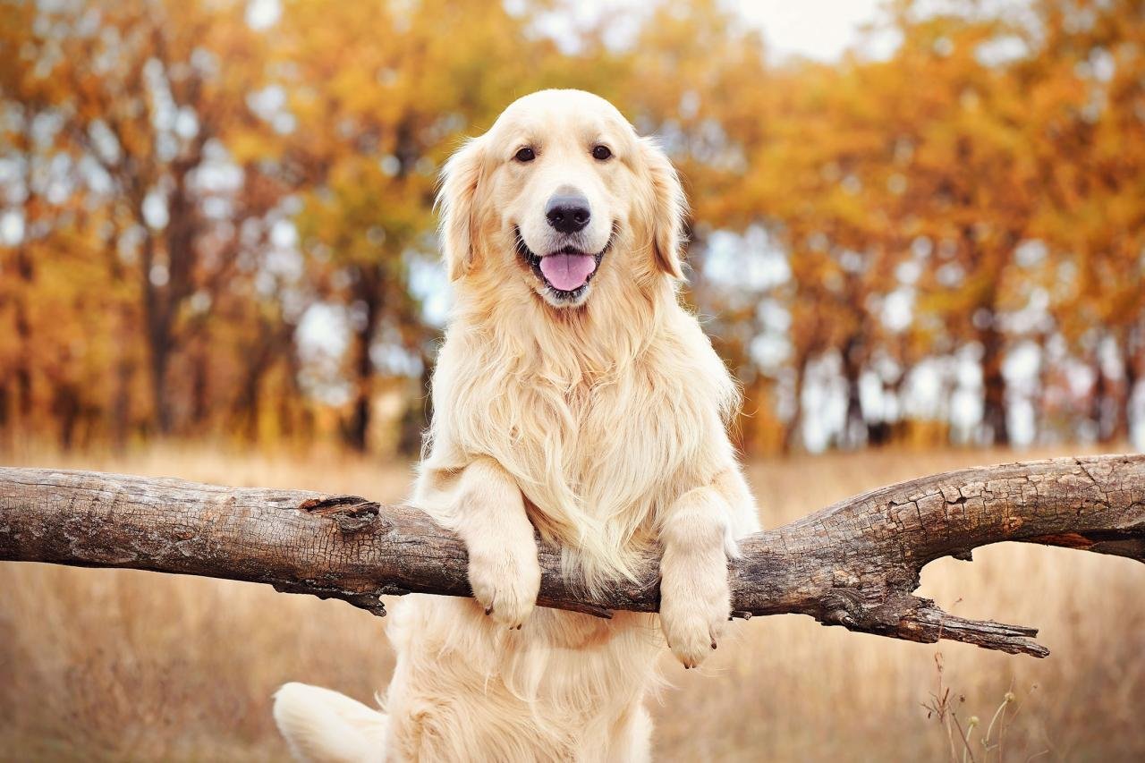 Best Dog To Have With A Golden Retriever at Nate Piquet blog Best Dog To Have With A Golden Retriever at Nate Piquet blog