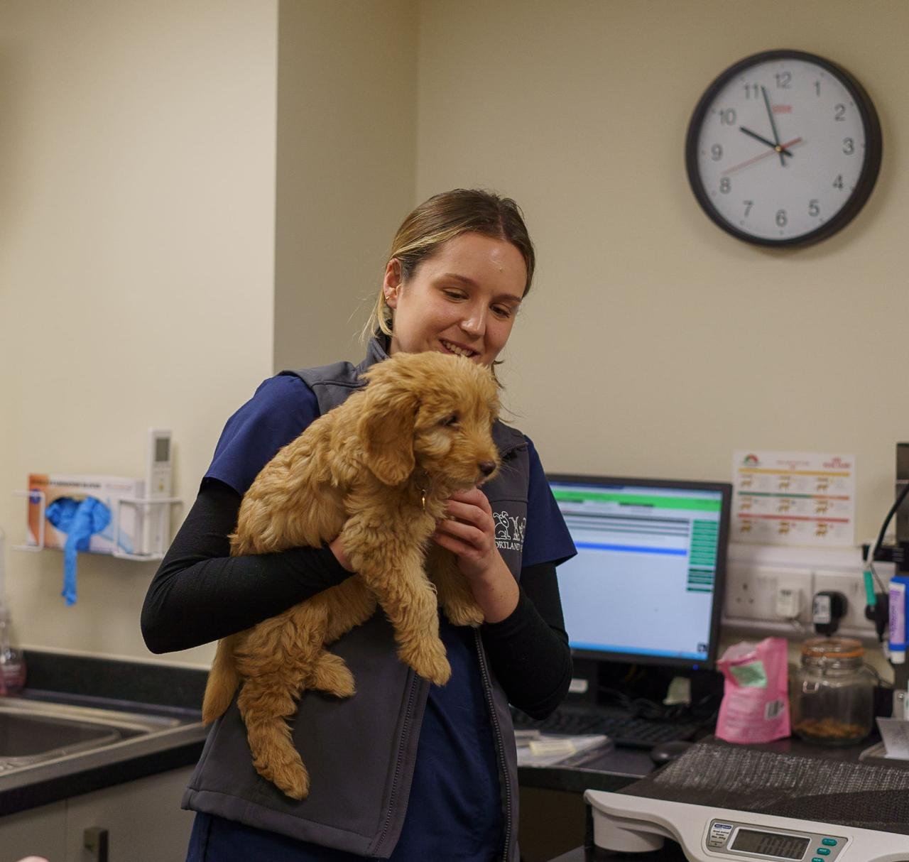 Do All Vets Take Pet Insurance? | Spot Pet Insurance