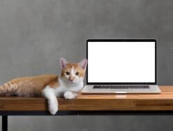 Should I Get Pet Insurance For My Cat