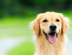 Pet Store Point Of Sale Solutions For Modern Retailers