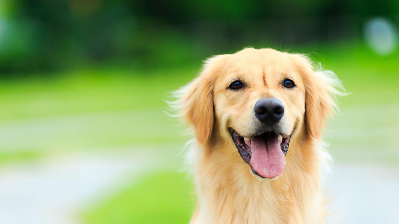 Pet Odor Removal Bakersfield CA | 35 Years Of Expertise