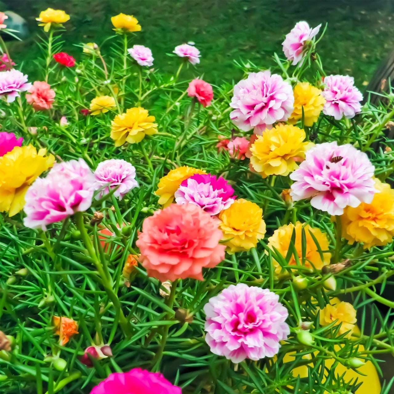 Premium Portulaca Grandiflora Double Mix Flower (50 Seeds ...