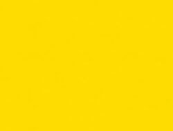 yellow jacket nest removal near me – Your Solution Awaits