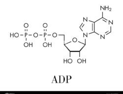 adp health Unlocking the Power of Translation