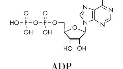 adp health Unlocking the Power of Translation