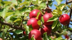 Free photo: Apple Tree, Apple, Orchard - Free Image on Pixabay - 380196