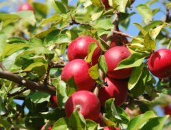 apple tv fashion show Unveiling Style and Innovation