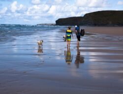 Where do you get pet insurance for your furry friend