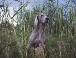 Hunting Gadgets For Men Elevate Your Outdoor Experience