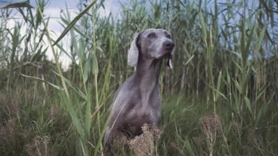 Hunting Gadgets For Men Elevate Your Outdoor Experience