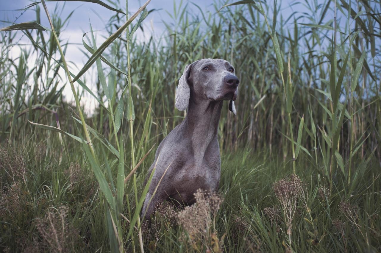 Free Images : nature, grass, vertebrate, dog breed, doberman, guard dog ...