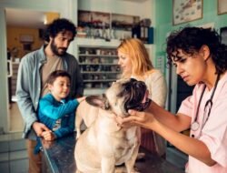 Vets Near Me That Take Pet Insurance For Your Furry Friends