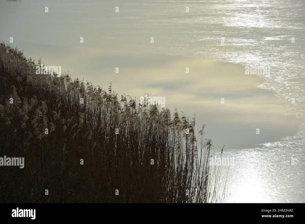 Dry reed in wind hi-res stock photography and images - Alamy