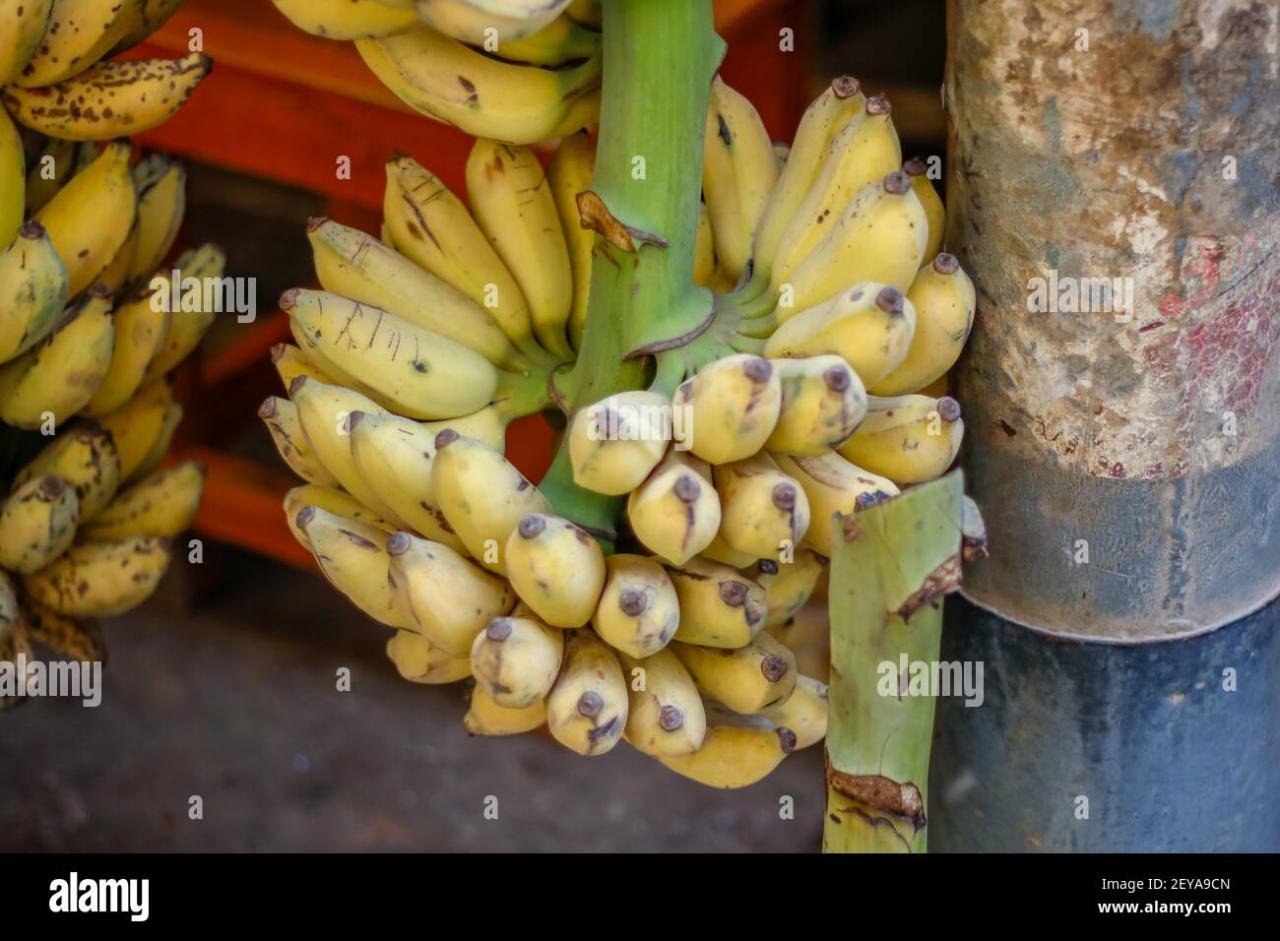 What’s Up Yellow? | muymia