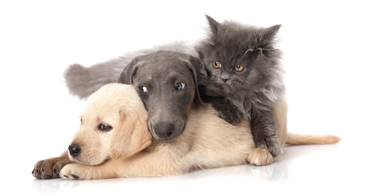 Your Ultimate Guide to Finding the Right Pet Insurance Provider