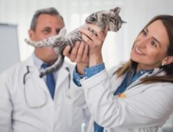 Where Can I Buy Pet Insurance For Peace Of Mind