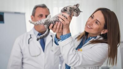 How to buy pet insurance - CBS News