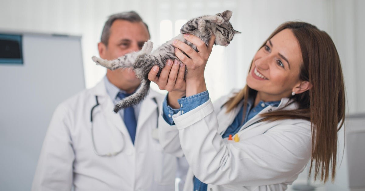 How to buy pet insurance - CBS News