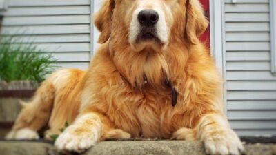 Golden Nugget Sportsbook Arizona A Thrilling Betting Experience