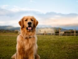 Golden Eagle Coins Promo Code For Unbeatable Deals