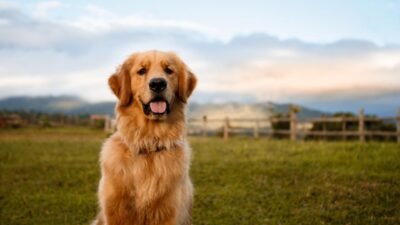 Golden Retriever - Full Profile, History, and Care