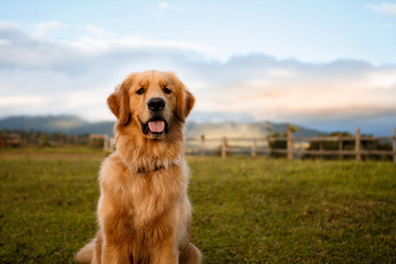Golden Retriever - Full Profile, History, and Care Golden Retriever - Full Profile, History, and Care