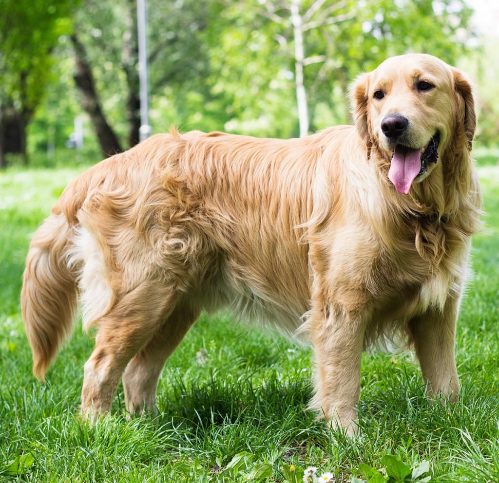 Pictures Of Golden Retrievers - Golden Retriever Photo Gallery