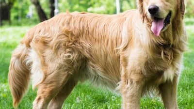 Pictures Of Golden Retrievers - Golden Retriever Photo Gallery