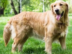 Golden Nugget Az Sportsbook For Unbeatable Betting Fun