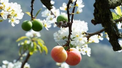 “Lịm tim” với hoa mận bung trắng trên cao nguyên Mộc Châu