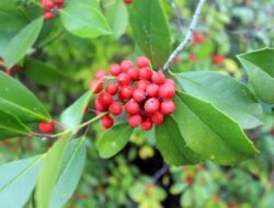 Good Spy Gadgets That Redefine Stealth And Surveillance