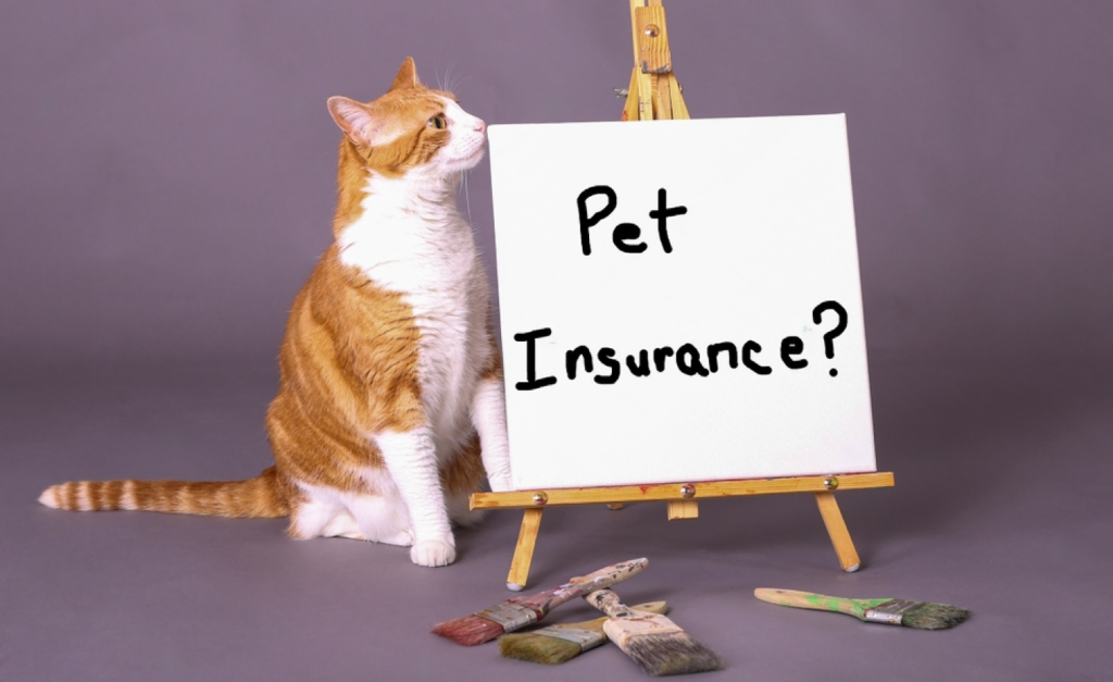 Where can i buy pet insurance