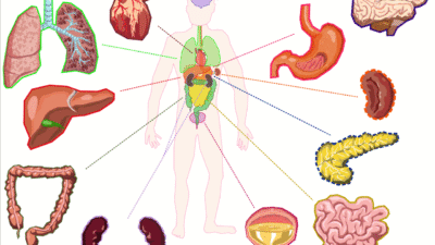 Clipart - Organs of the human body