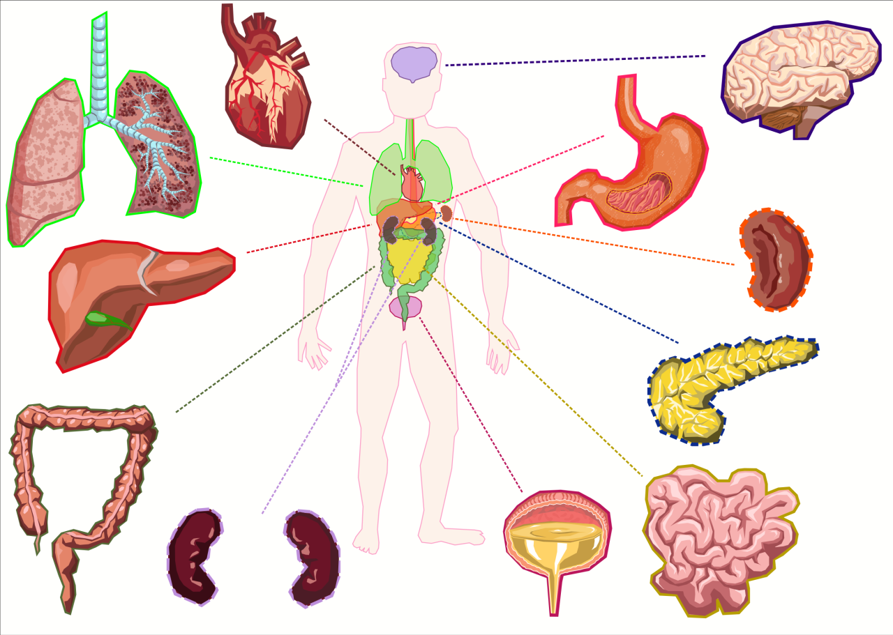 Clipart - Organs of the human body