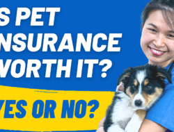 pet insurance forbes Discover Optimal Coverage Today